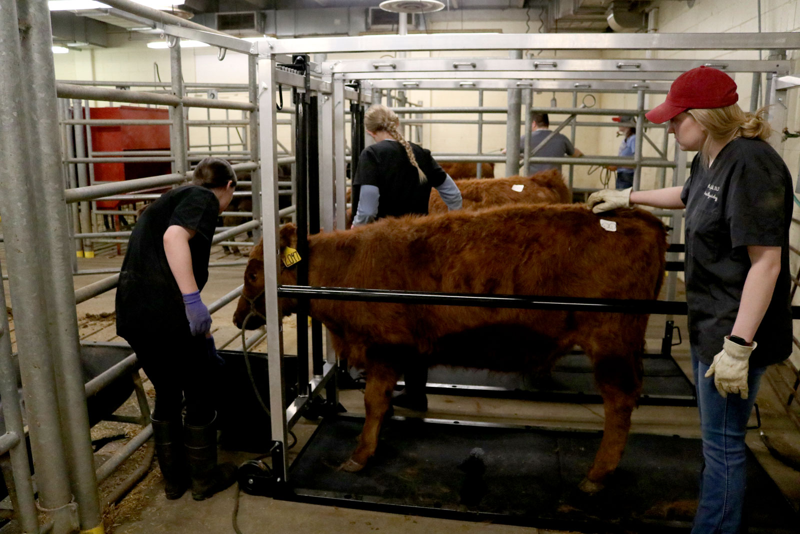 Students working with a calf.